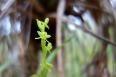 Epidendrum rigidum