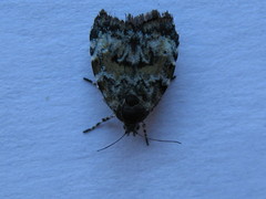 Choreutis diana