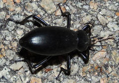 Eleodes gigantea