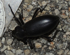 Eleodes gigantea