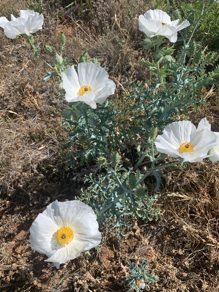 prickly poppies from Avoca, TX, US on April 30, 2023 at 10:43 AM by ...