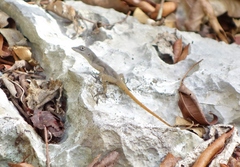 Anolis mestrei