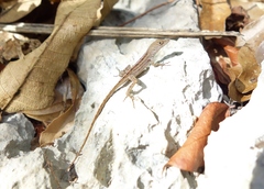 Anolis mestrei