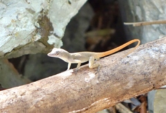 Anolis mestrei