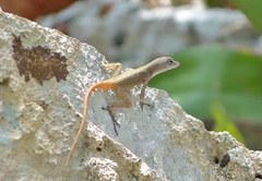 Anolis mestrei