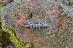 Sphaerodactylus elegans