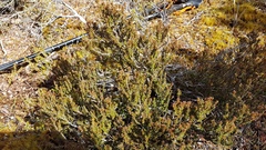 Epacris alpina