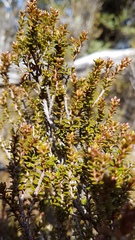 Epacris alpina