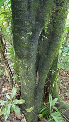 Diospyros nigra