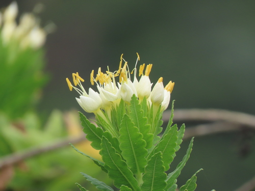 Cantua quercifolia (Cantua quercifolia)