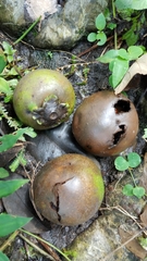 Diospyros nigra