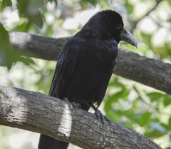 Corvus macrorhynchos culminatus