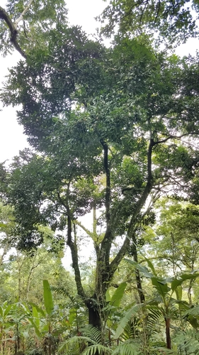 Diospyros nigra