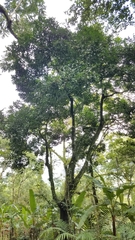 Diospyros nigra