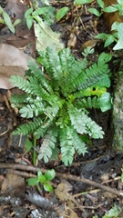 Biophytum dendroides