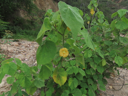 Abutilon mollissimum