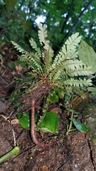 Biophytum dendroides