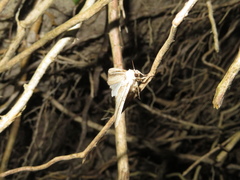 Leucania stenographa