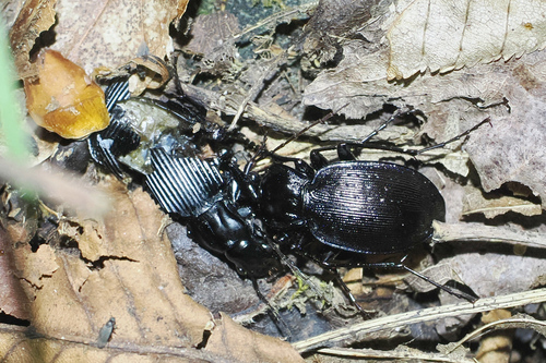 Carabus goryi photo 5