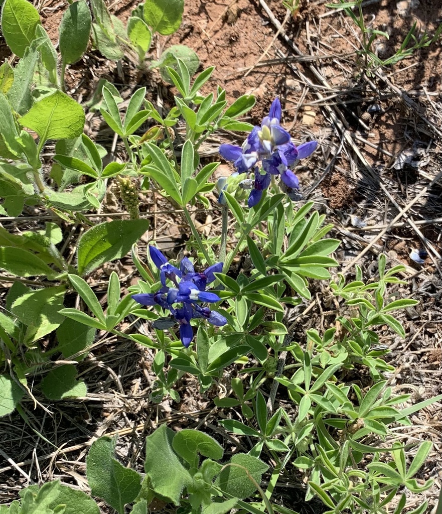 Texas bluebonnet from FM-600, Avoca, TX, US on April 30, 2023 at 10:15 ...