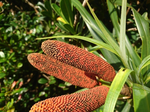 Freycinetia boninensis iNat (3)