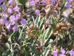 Abronia angustifolia