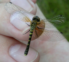 Nannothemis bella