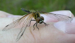 Nannothemis bella