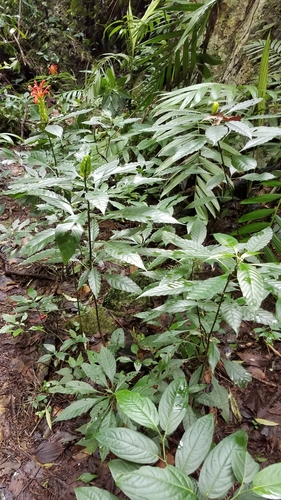Image of Aphelandra aurantiaca by (c) Alan Rockefeller, some rights reserved (CC BY)