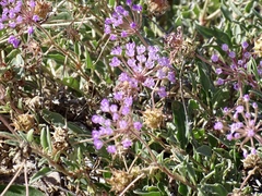 Abronia angustifolia