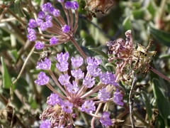 Abronia angustifolia