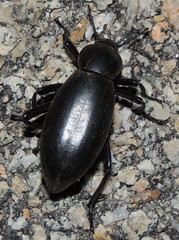 Eleodes gigantea