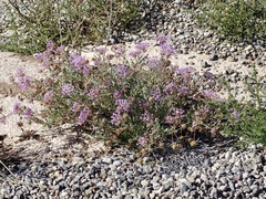 Abronia angustifolia