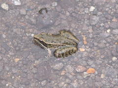 Lithobates sphenocephalus utricularius