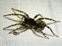Allocosa