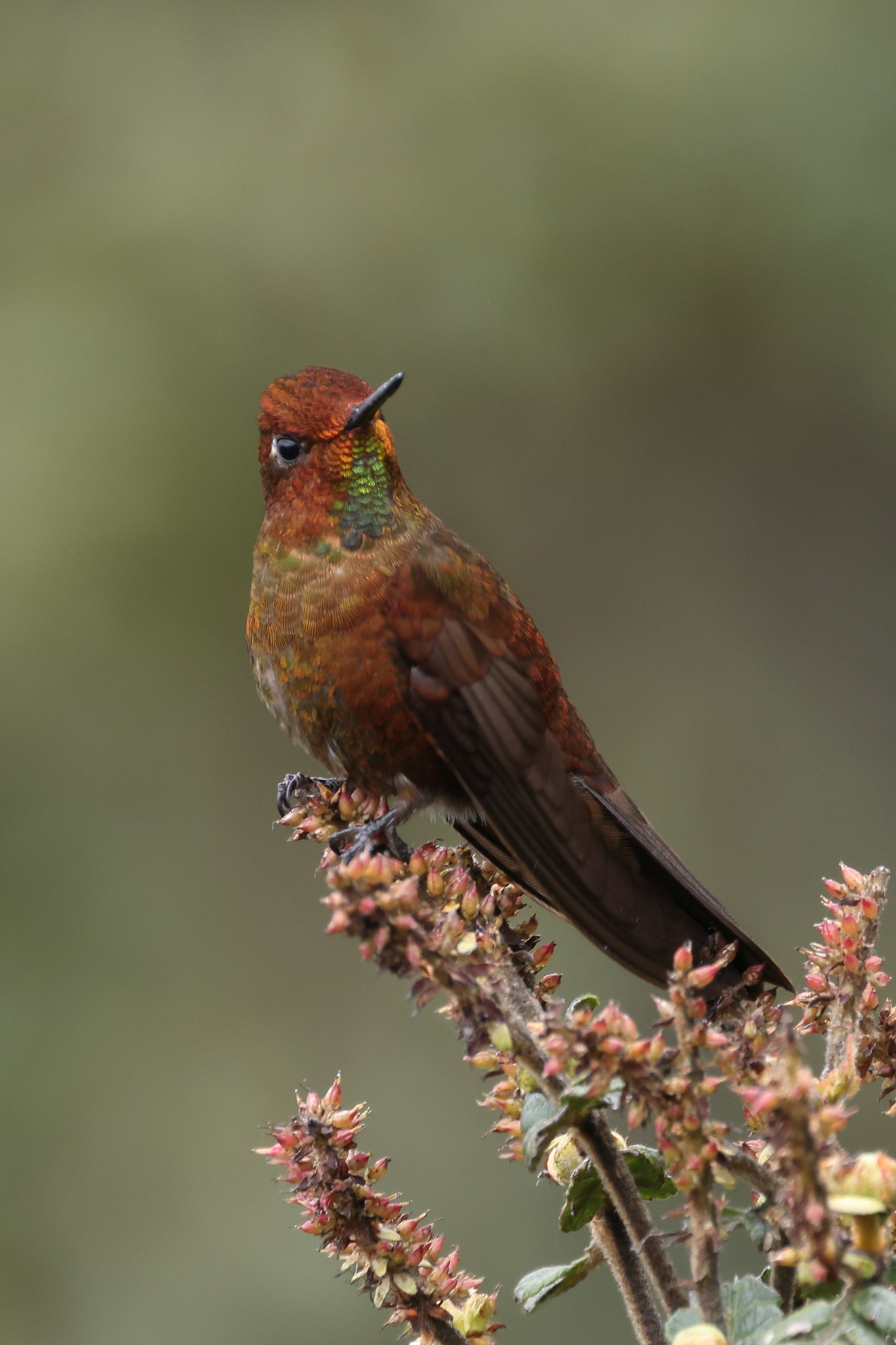 Coppery Metaltail (Metallura theresiae), photo 3