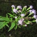 Chromolaena odorata - Photo (c) Chuck Sexton,  זכויות יוצרים חלקיות (CC BY-NC), הועלה על ידי Chuck Sexton