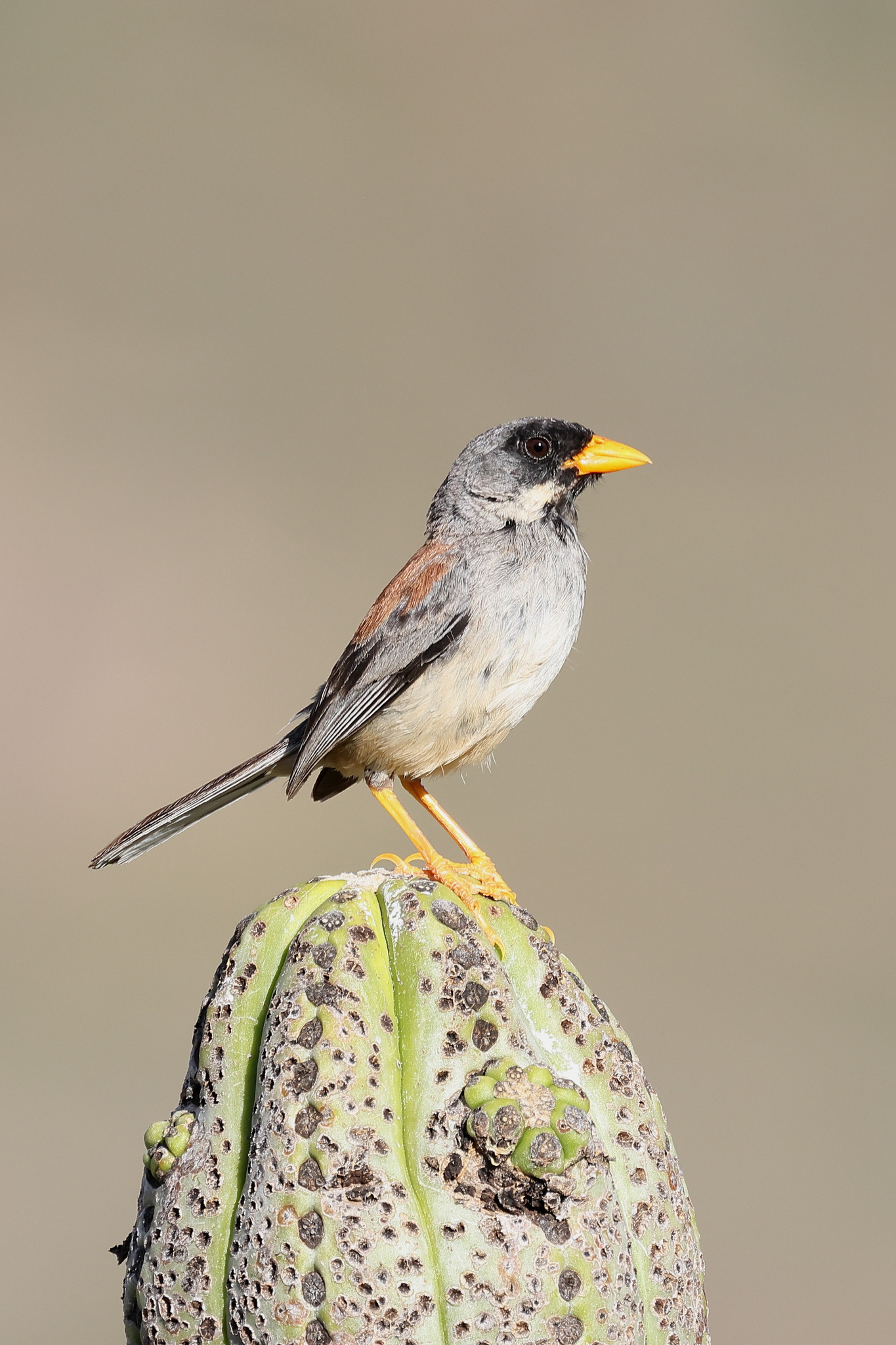 Buff-bridled Inca Finch (Incaspiza laeta), photo 9