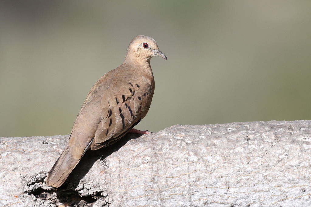 Ecuadorian Ground Dove photo