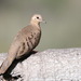 Ecuadorian Ground Dove - Photo (c) Manuel Roncal, some rights reserved (CC BY-NC), uploaded by Manuel Roncal