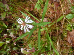 Symphyotrichum novi-belgii elodes