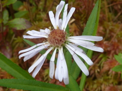 Symphyotrichum novi-belgii elodes