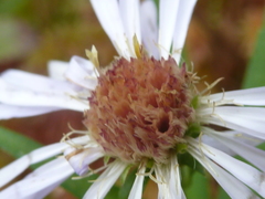 Symphyotrichum novi-belgii elodes