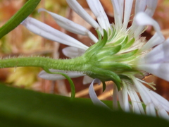 Symphyotrichum novi-belgii elodes
