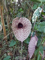 Aristolochia grandiflora image