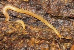 Schendyla nemorensis