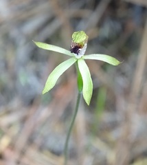Caladenia atradenia