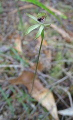Caladenia atradenia