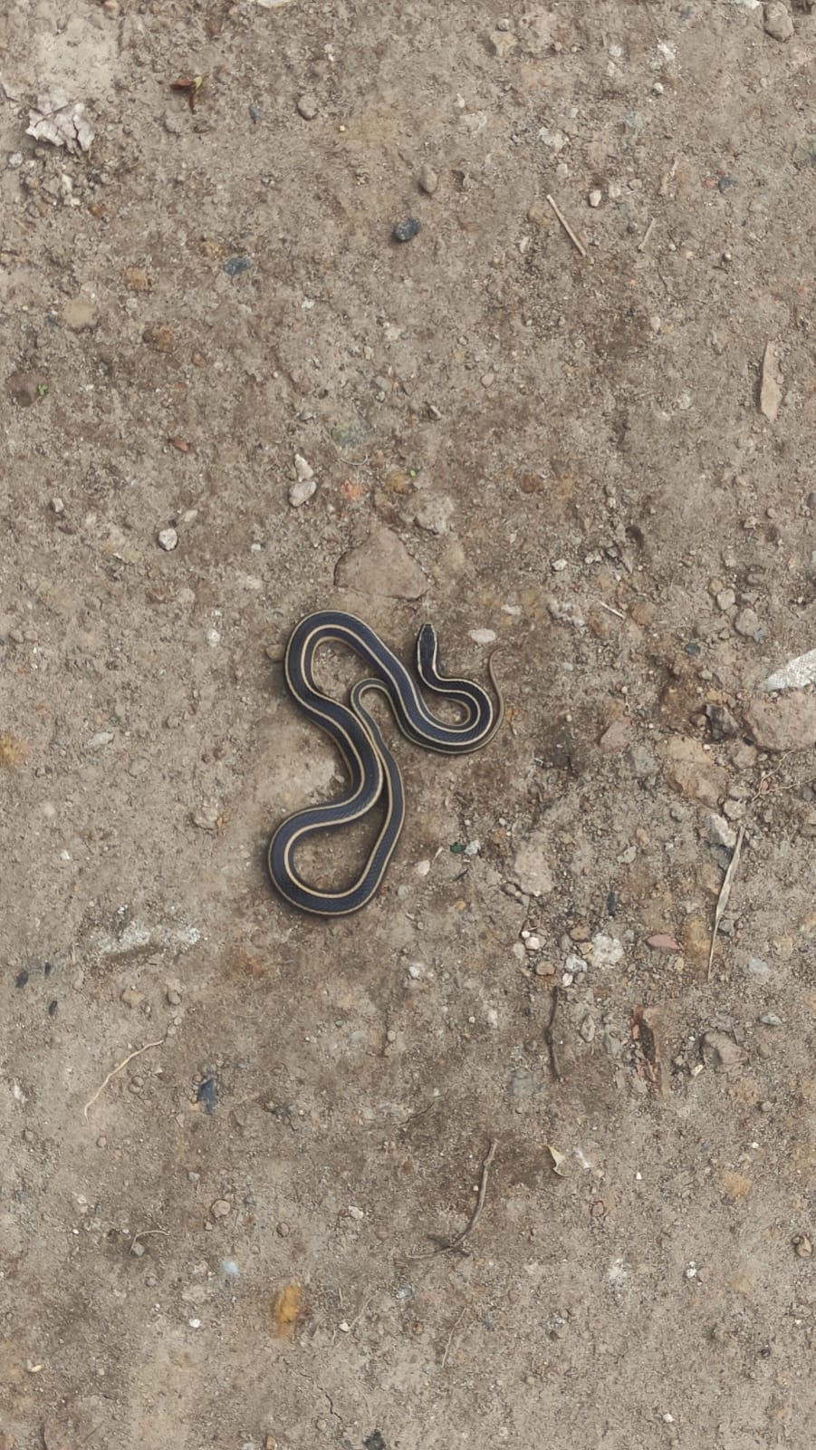 Coniophanes piceivittis Cope, 1870