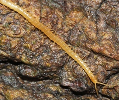 Schendyla nemorensis